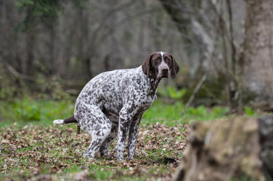 Fido Fresh Dog Poo Healthy Food