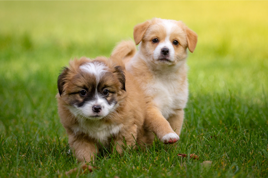 Puppies: Why fresh food is the healthiest choice for your puppy