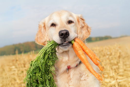 Top 10 healthy snacks for dogs