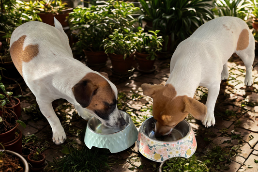 The Taste Test: How to transition your dog to fresh food