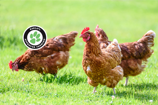 Why we use RSPCA Approved Chicken in our fresh dog food