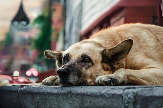 Senior Dogs: Why fresh food is the healthiest choice for your senior dog